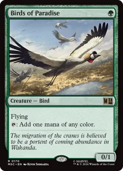 Birds of Paradise