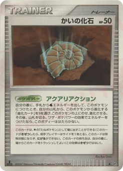 かいの化石